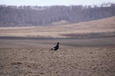 На каких птиц можно охотиться в Хакасии в мае
