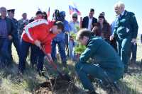 &quot;Сад памяти&quot;: в Алтайском районе высадили 700 сосен