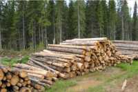 В Хакасии пункт приёма и отгрузки древесины работал нелегально