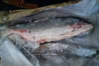 В Хакасии сняли с реализации более 50 килограммов рыбы