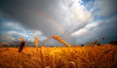 Уборку зерновых в Хакасии сдерживают дожди
