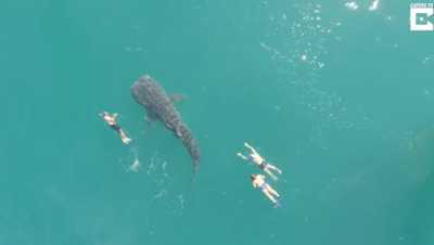 Заплыв туристов с крупнейшей в мире акулой сняли на видео