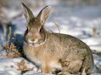 В Хакасии заканчивается сезон охоты на зайцев и соболей