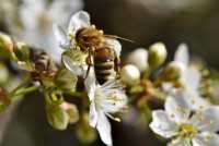 На Земле вымирают пчелы. К чему это может привести?