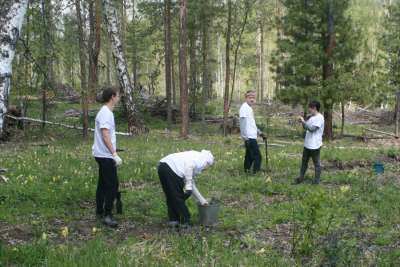 В Хакасии волонтеры высадят сосны