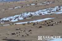 В Хакасии намерены увеличивать поголовье овец для развития экономики республики