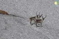Где в Хакасии пасутся дикие северные олени