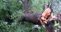 Жителя Хакасии насмерть придавило деревом