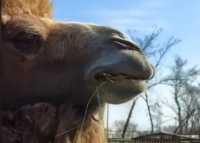 Хрум-хрум: абаканцам показали завтракающего верблюда