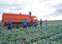 Морковью и свёклой машину из Пушного загружали в овощехранилище, а капустой — прямо на поле. 