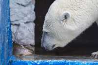 В «Роевом ручье» белые медведи открыли купальный сезон