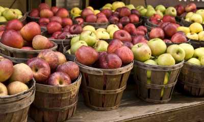В Хакасии с размахом отметят День яблока