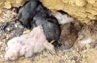 Внушительная добыча: инспекторы заповедника в Хакасии показали, чем филины кормят птенцов