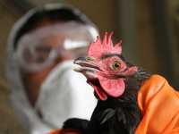 В Китае произошла вспышка птичьего гриппа