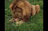 Абаканский зоопарк показал праздничную трапезу льва