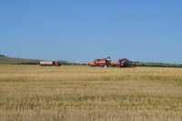 Вести с полей: в Хакасии собрали 90 процентов урожая пшеницы