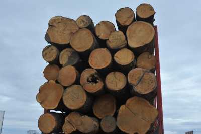 Жители Хакасии теряют право на заготовку древесины