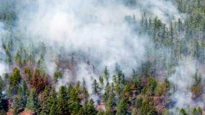 Площадь лесных пожаров в России за сутки выросла почти в полтора раза