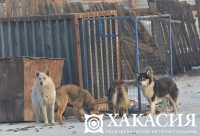 В столице Хакасии бродячих собак будут контролировать с помощью специальной программы