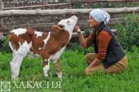 Бирки повесят на коров в Хакасии