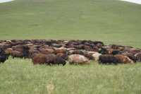 Овцеводство в Хакасии: искусственное осеменение дает положительные результаты