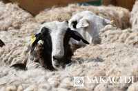 Почти вдвое увеличила Хакасия поголовье мелкого рогатого скота