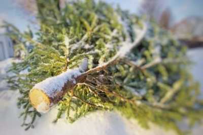 Инспекторы контролируют заготовку новогодних деревьев в Хакасии