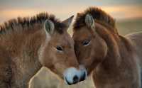 В Хакасии создадут условия для сохранения лошади Пржевальского
