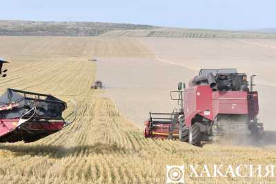 ООО «Аршановское» бьёт рекорды: хакасские аграрии добились небывалого урожая пшеницы