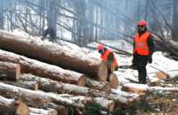 Лесной аукцион пополнил бюджет Хакасии на три миллиона рублей