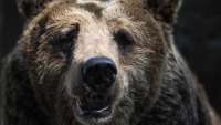 Медведь «помог» найтись заблудившимся в кузбасской тайге молодым людям
