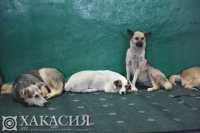Зоозащитники засыпали обвинениями собачий приют в Абакане