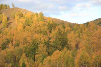 Сквозь золото: осенние пейзажи Хакасии радуют глаз