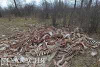 Десятки скелетов нашли за дамбой в Абакане