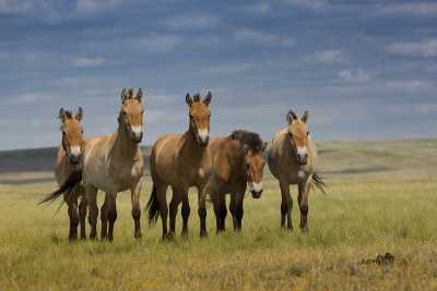 В Хакасии могут появиться лошади Пржевальского