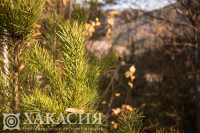 Около 4 млн сеянцев кедра и сосны высадят в Хакасии