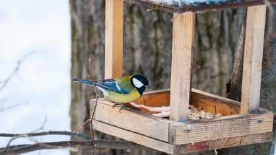 Жители Хакасии могут подкормить зимующих птиц