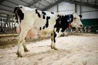 В Хакасии снижаются  надои из-за  вырождения продуктивных коров