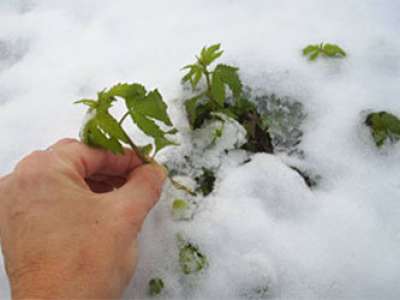 Черногорец находил коноплю даже под снегом