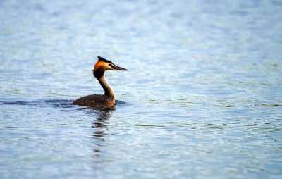 Территория излюбленных птицами озер Койбальской степи станет заказником