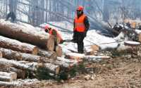 В Хакасии заготовители леса восстановили 800 гектаров насаждений