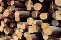 В Хакасии объявили аукцион на рубку леса