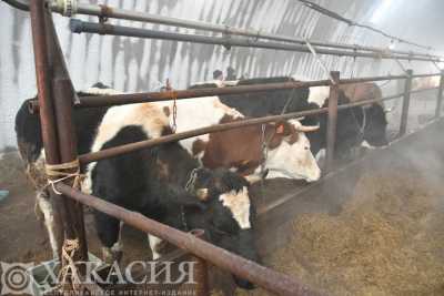 Вакцинация скота: в Хакасии пытаются улучшить эпизоотическую ситуацию