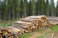 В Хакасии нашли скрытый пункт приема древесины
