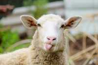 Работник фермы в Хакасии украл овец и спрятался в соседнем регионе