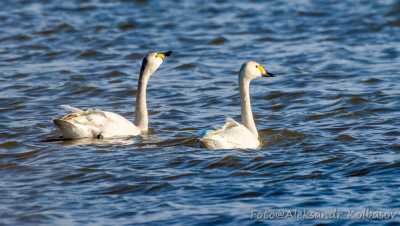 Десятки лебедей красуются на озере в Хакасии