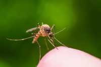 Россиян предупредили об угрозе смертельных лихорадок из-за комаров