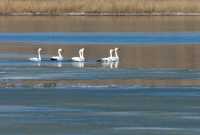 Лебеди красуются на озерах Хакасии