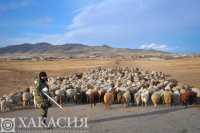 Животноводы Хакасии приступили к искусственному осеменению овец