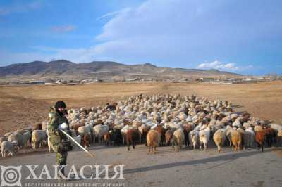 Животноводы Хакасии приступили к искусственному осеменению овец
